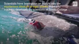 Irish researchers reveal the secret lives of tiger sharks