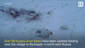 56 hungry polar bears 'invade' Russian village