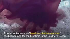 'Headless chicken monster' filmed in Southern Ocean for first time