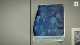 Plastic pollution deadly for some Irish seabirds