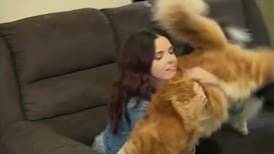 Could Omar be crowned the world's longest cat?