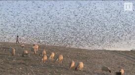 Starlings create mesmerising aerobatics display