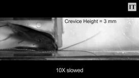 Robot cockroach could be used in rescue missions