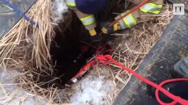 True love: touching moment missing dog is reunited with family