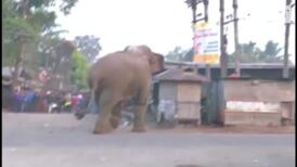 Eyewitness footage captures wild elephant on rampage in Indian village