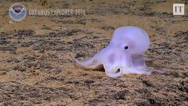 Scientists discover ghostly octopus in Pacific Ocean