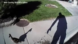 Winging it: fast-thinking police officer saves ducklings from sewer