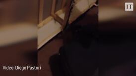 Gardaí capture snake with clothes hanger in Dublin apartment