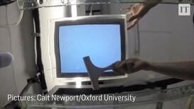 Study finds fish can recognise faces