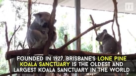 Inside the world's oldest and largest koala sanctuary
