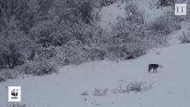 Stand-off between wild lynx and wolf caught on camera