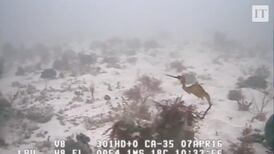 New species of seadragon captured on film for the first time