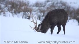 Wild Irish stags filmed in a pristine winter landscape