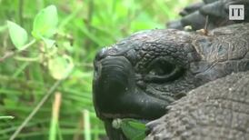 New species of Galapagos giant tortoise discovered