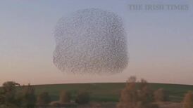 Air show: starlings create beautiful aerial display