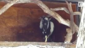 Dinner date: tiger befriends intended meal