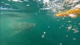 Amazing footage of basking sharks off Donegal