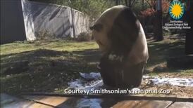 Bath time for panda Tian Tian at National Zoo