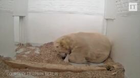 Baby polar bear is born in Berlin zoo