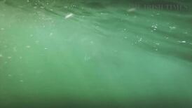 Majestic six metre basking shark filmed off Cork coast