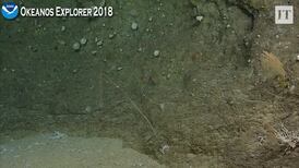 'Extremely rare' deep sea shark embryo recorded on camera