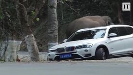 Never forget: heartbroken elephant takes frustration out on cars