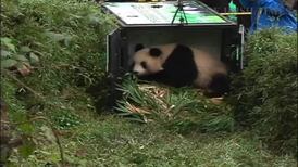 Giant panda released into the wild