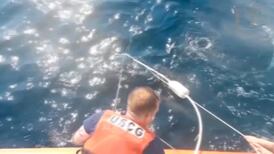 Giant turtle freed from fishing nets