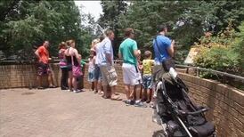 Last polar bear in Africa dies