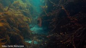 World Oceans Day: 'You need to know what you have to protect it'