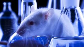 Can rats on LSD open the secret of consciousness?
