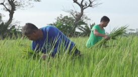 Philippine scientists develop drought and flood-proof rice