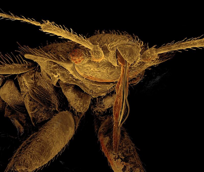 Skin crawling: the researchers debated for hours in order to select the vilest images possible. Photograph: David Spears/Corbis/Getty