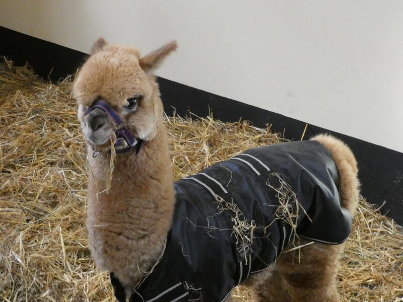 Joey the baby llama at Bective Stud farm.