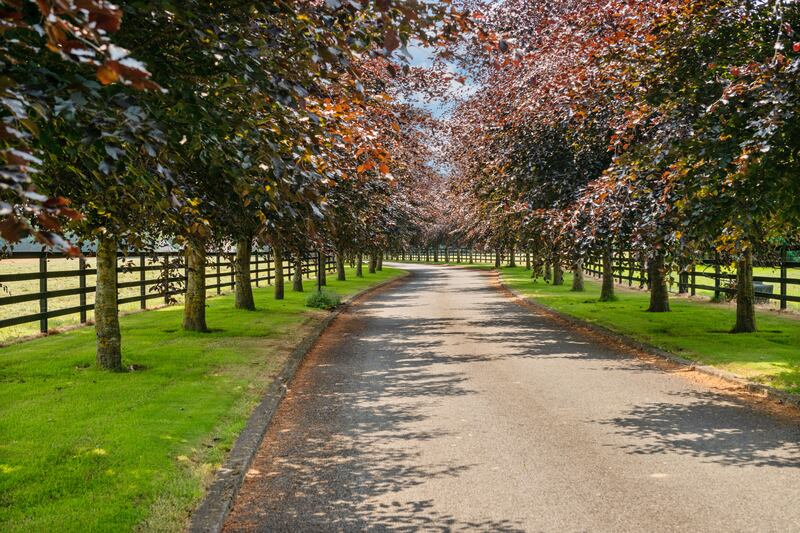About 150 copper beech trees line the driveway