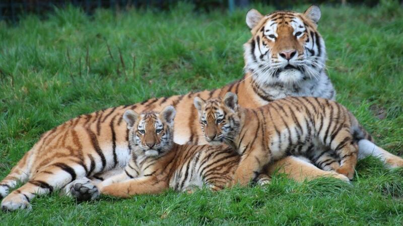 The cubs are the first for parents Tundra and Ussuri. Photograph: Aisleen Greene, Dublin Zoo