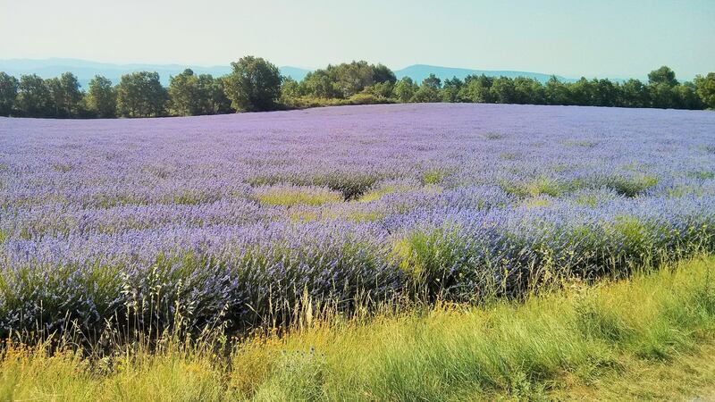 The lavender farm where Conor Haugh is planning to settle