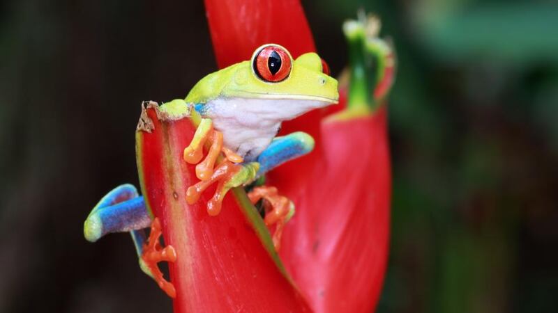 Red-eyed tree frog in the rainforests