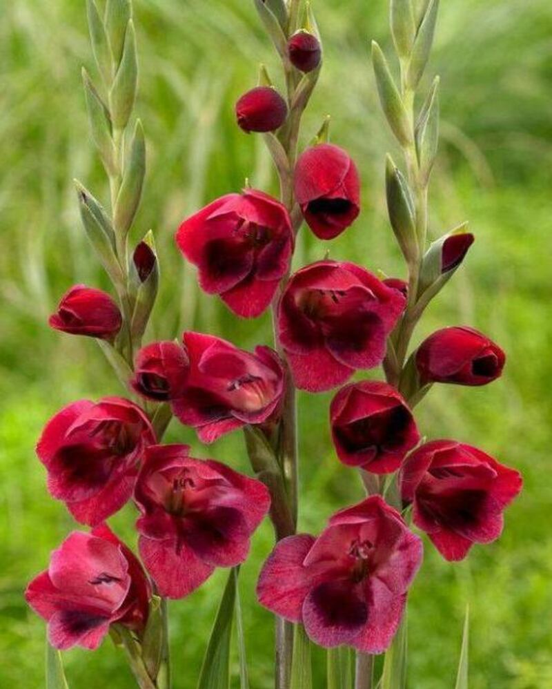 Gladiolus ‘Ruby’