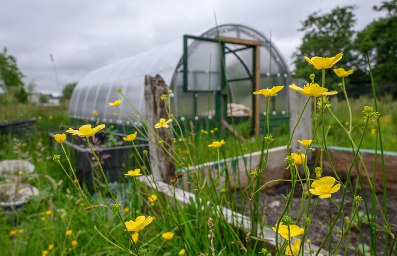 Emigrant Park: Kiltimagh’s community-driven biodiversity and amenity park. Photograph: Michael McLaughlin
