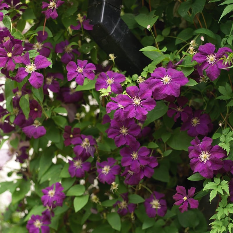 Cematis viticella ‘Etoile Violette’ flowering in an Irish garden. Photograph: Richard Johnston