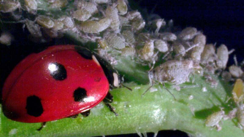 The seven spot ladybird.