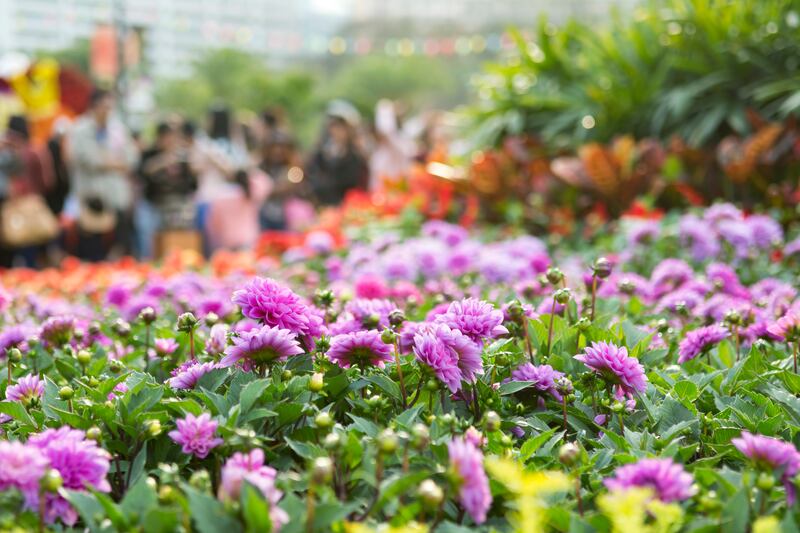 Blue bell dahlias. Photograph: Getty