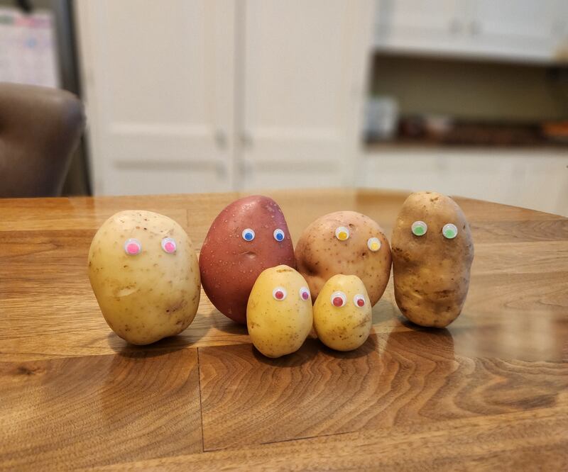 Meet the potato family: back row left to right Maris Piper, Rooster, Kerr's Pink, Golden Wonder; front row, Jazzy baby/salad potatoes