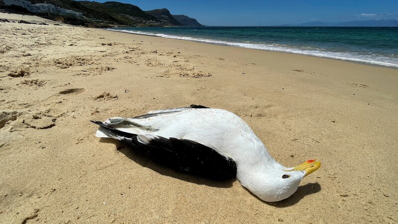 More than 1,600 highly pathogenic avian influenza virus detections were reported in 24 EU/EEA countries. Photograph: Nic Bothma/EPA