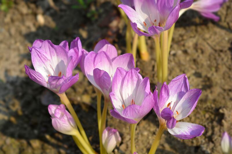 Colchicum 'The Giant'. Photograph: iStock