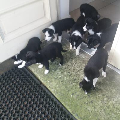 Lola's eight puppies