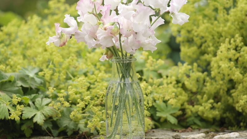 Freshly picked sweet pea