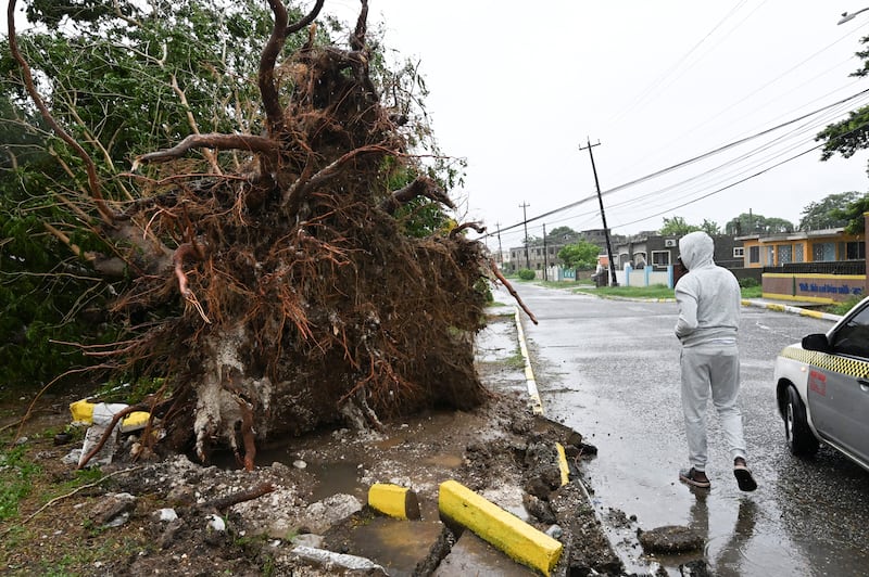 At a fallen tree in St Catherine, Jamaica. Photograph: Ricardo Makyn/AFP via Getty Images          