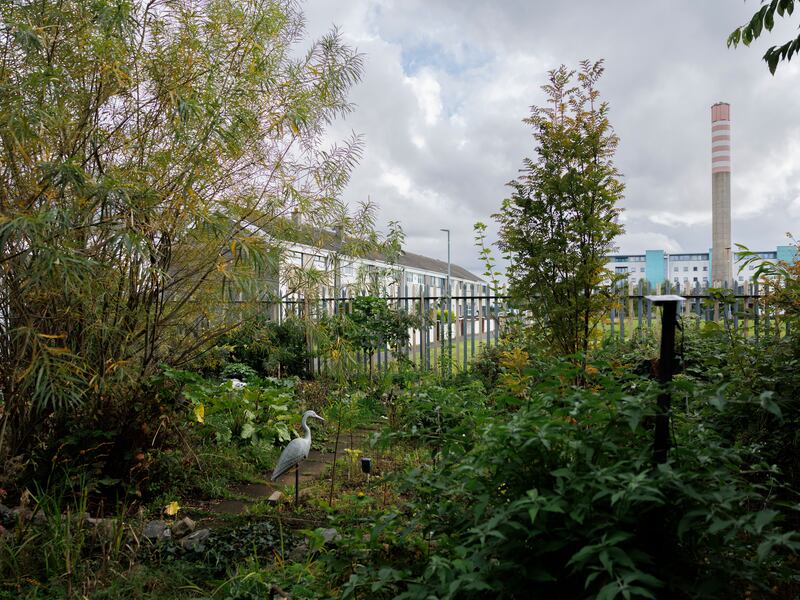 Gardíní Glór na nGael community gardens, which would be demolished under the planning application, has vegetable patches and mature trees. Photograph: Dan Dennison